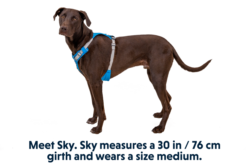 Hi and Light Harness in Blue Dusk (407)