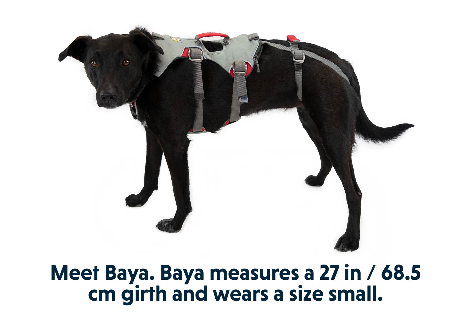 Doubleback Harness in Cloudburst Gray (045)