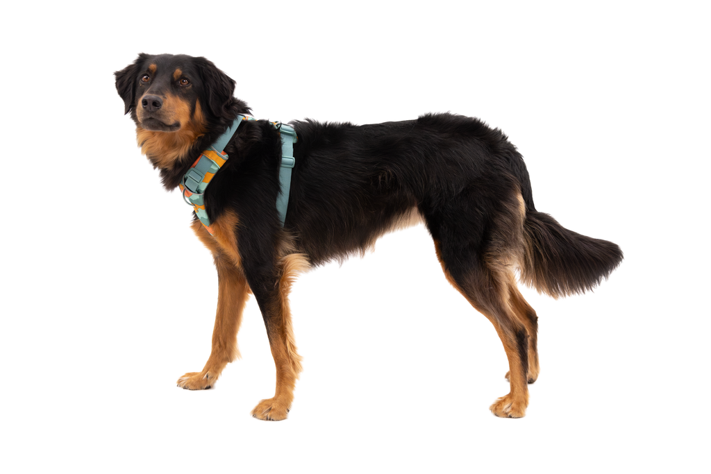 Spring Mountains (968)