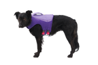 Purple Lily (530)