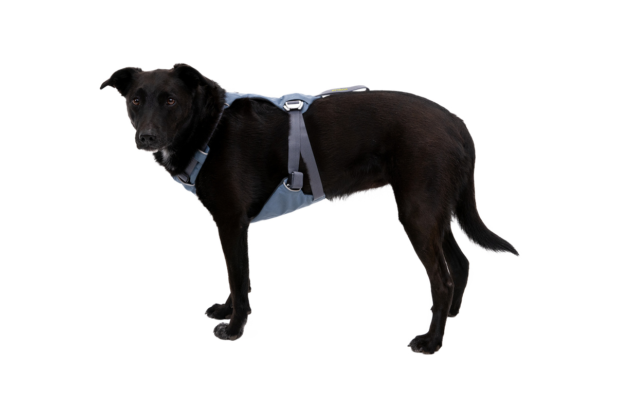Load Up™ Dog Car Harness